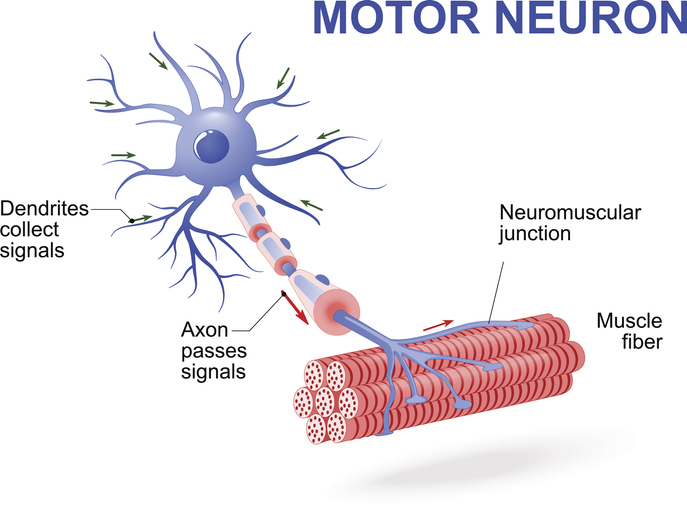Motor neuron. Vector diagram