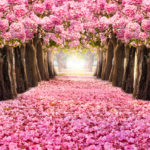 The romantic tunnel of pink flower trees.Blossom blooming in Spring - Summer season.