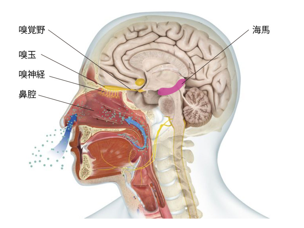 Brain-anatomy