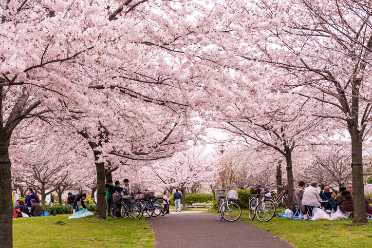Family having a picnic under sakura tree in Tokyo, Japan.