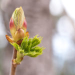 Blossoming chestnut tree bud - spring