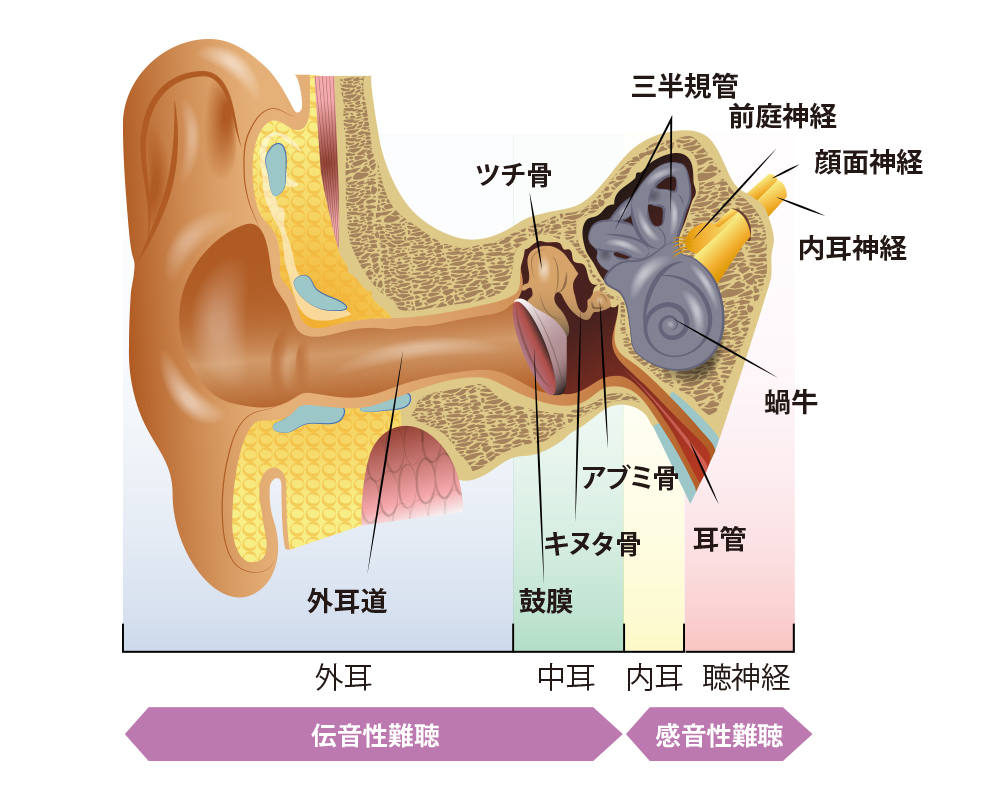 耳の構造と難聴の種類