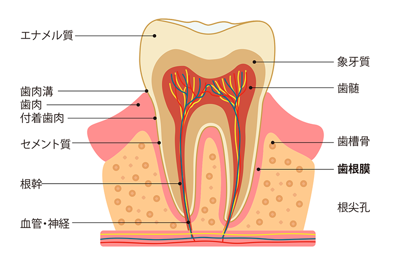 Tooth-structure