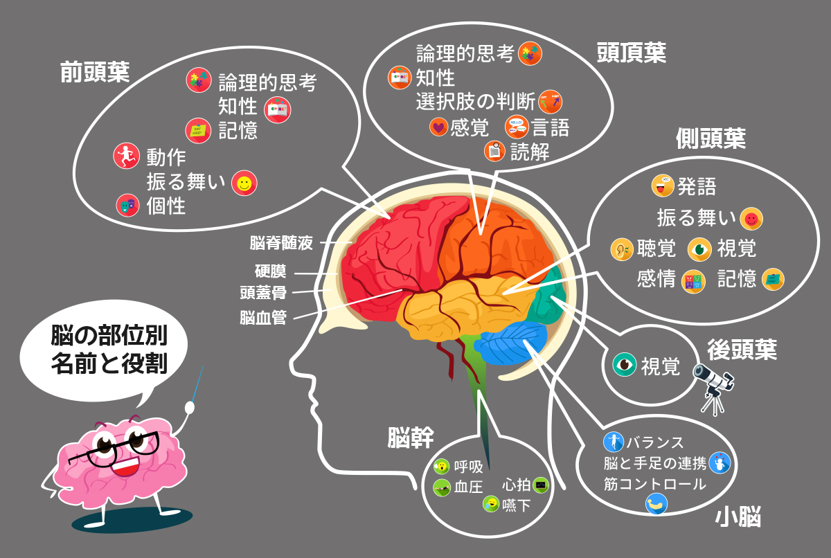 恐怖を制御するのは脳のどの部分ですか?