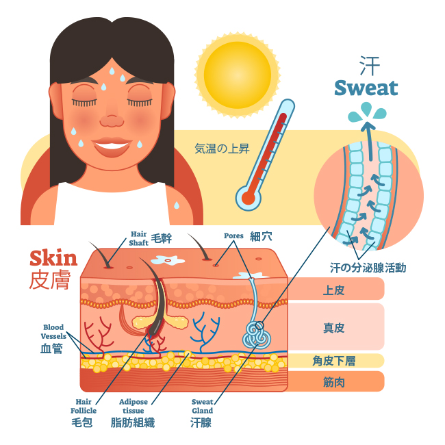 sweat-anatomy