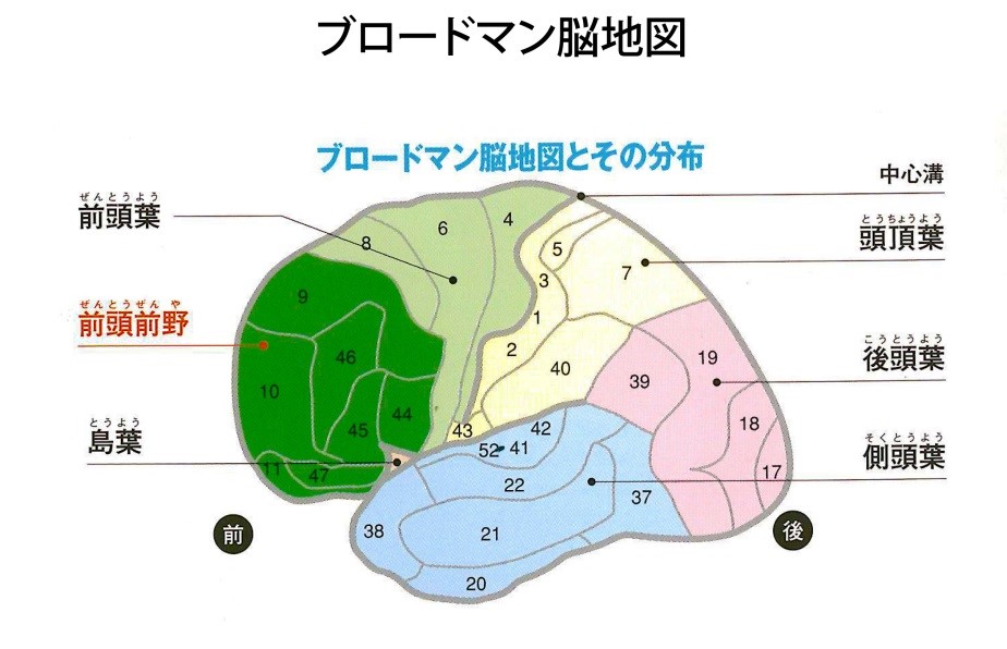 ブロードマン脳地図