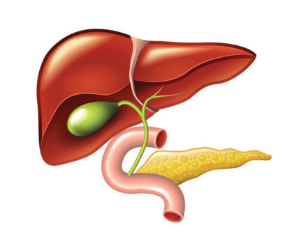 Human liver, gallbladder, pancreas anatomy vector