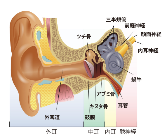 耳鳴り 放置は危険な場合も 脳神経内科専門医が解説する９つの知識 転ばぬ先の杖