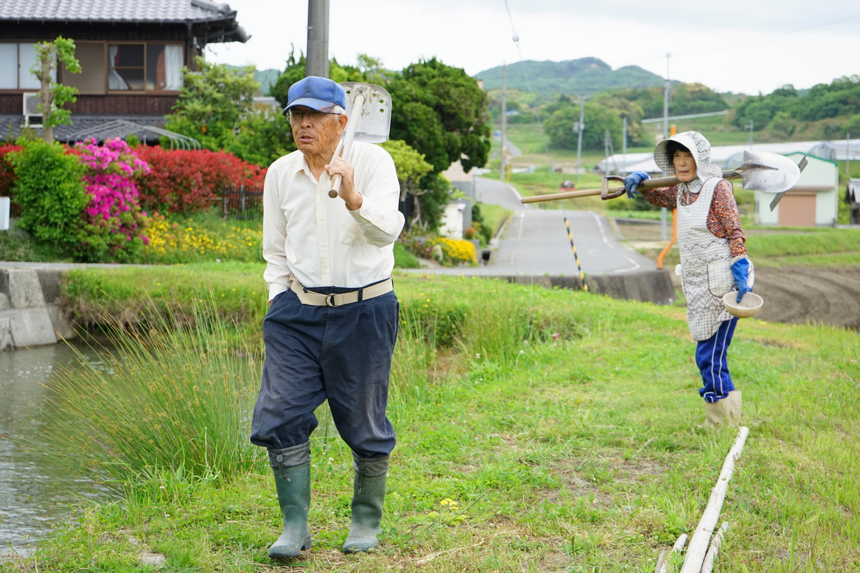 Japanese old person doing agricultural work in rural area