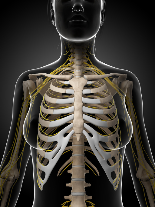 female bones and nerves - thorax