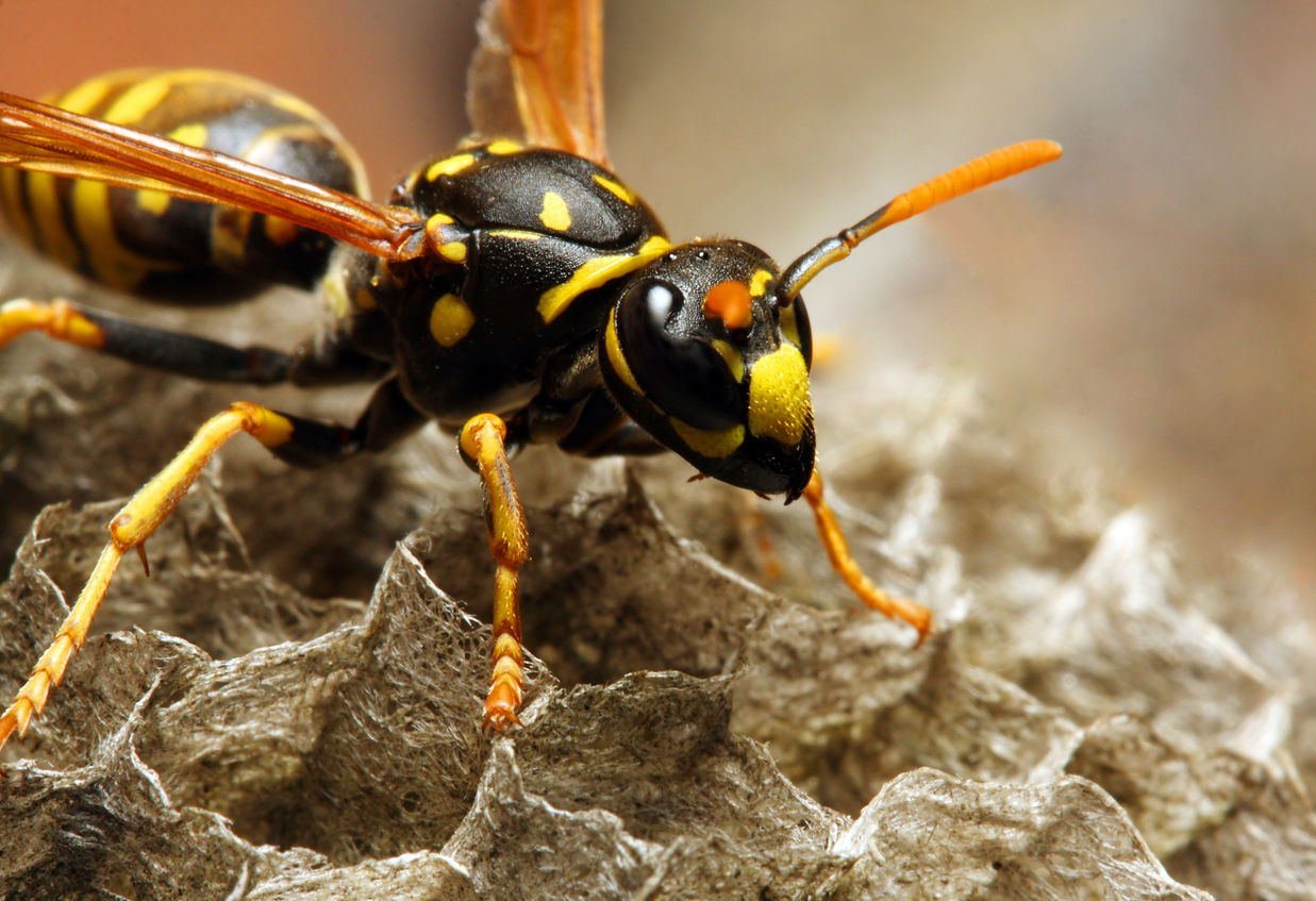 The Common wasp.