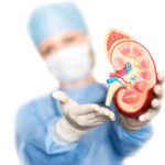Kidney with doctor