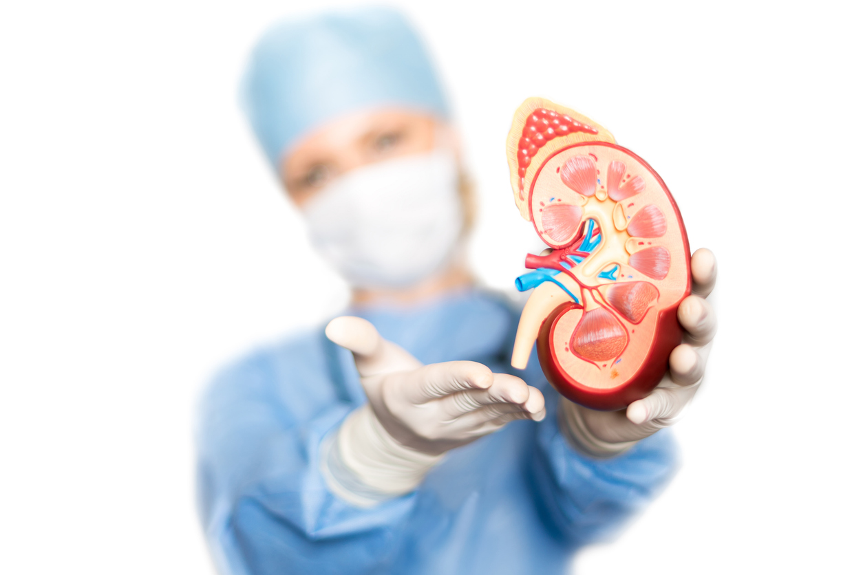 Kidney with doctor