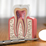 Tooth model cross section with dental mirror tool on wooden table. Close up. Dental treatment and hygiene concept.